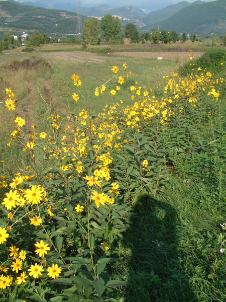 Heliantus tuberosus / Topinambur